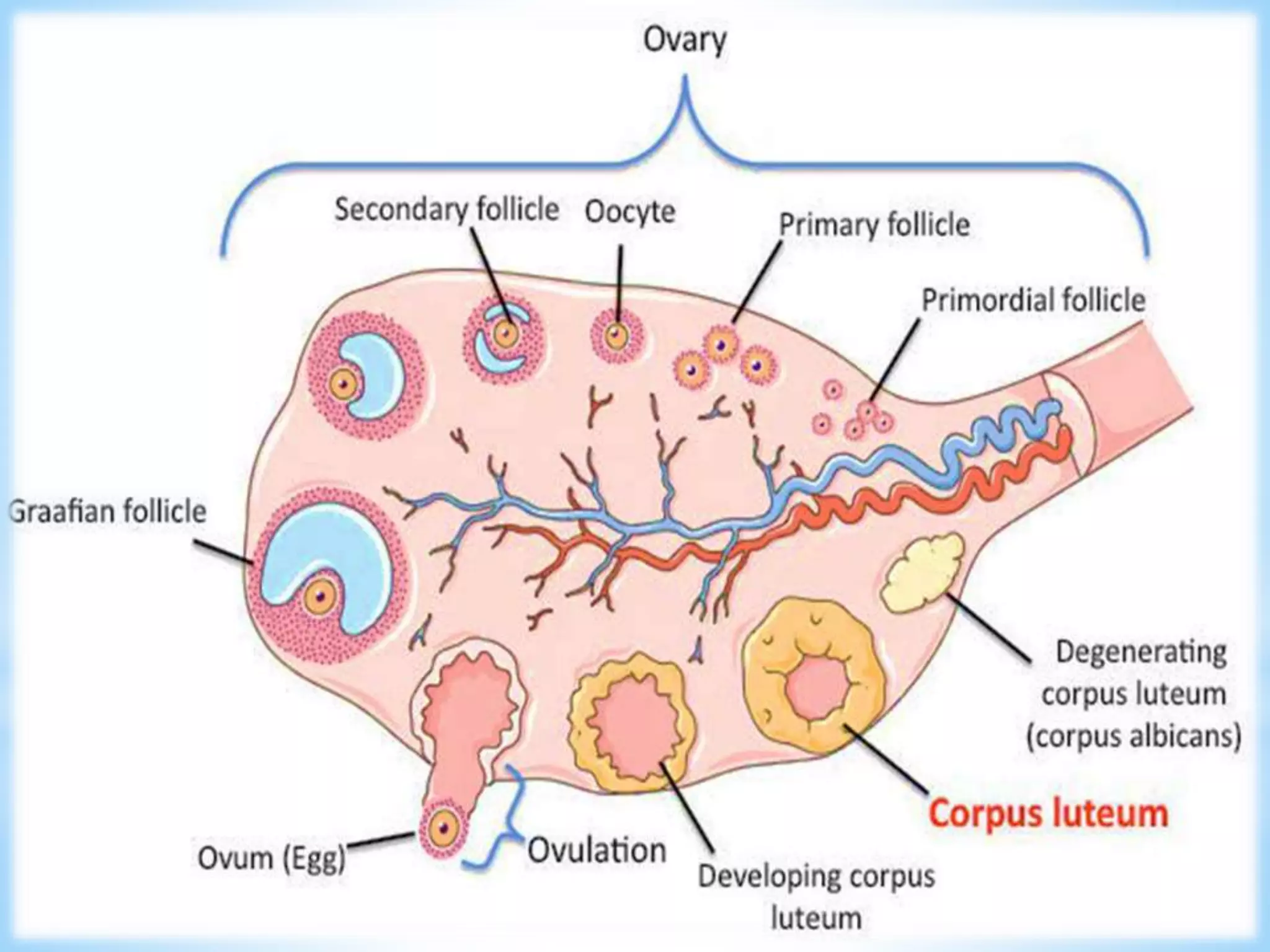 Ovarian follicles; Histology - March 2015 | PPTX | Reproductive Health ...