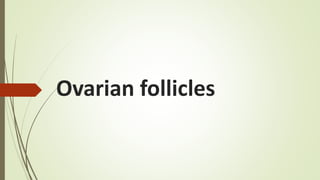 Ovarian follicles
 