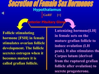 Follicle stimulating hormone [FSH] in female stimulates ovarian follicle development. The follicle secretes estrogen when it becomes mature it is called grafian follicle.  Lutenizing hormone[LH] in female acts on the mature grafian follicle to induce ovulation (LH peak). It also stimulates the Corpus lutum (derived from the ruptured grafian follicle after ovulation) to secrete progesterone.   Secretion of Female Sex Hormones  Hypothalamus GnRF  [+]   Anterior Pituitary Gland 