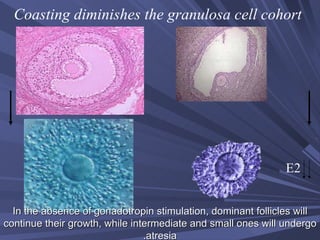 In the absence of gonadotropin stimulation, dominant follicles will continue their growth, while intermediate and small ones will undergo atresia. Coasting diminishes the granulosa cell cohort E2 