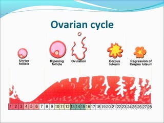 Ovarian cycle
Unripe
follicle
Ripening
follicle
Ovulation Corpus
luteum
Regression of
Corpus luteum
 