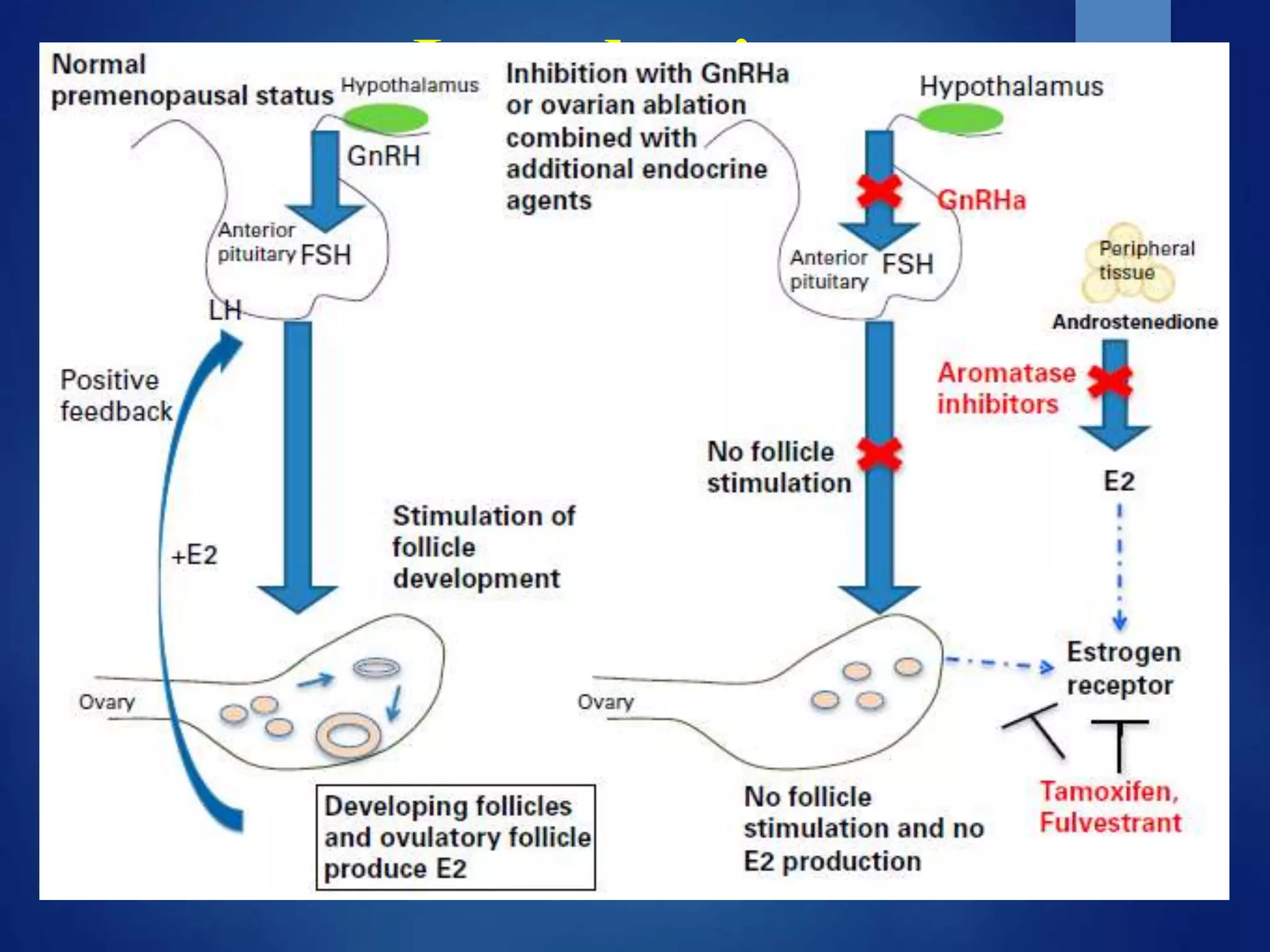 Role and Side effects of Ovarian Function Suppression in Breast Cancer ...