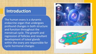 Introduction
The human ovary is a dynamic
endocrine organ that undergoes
profound changes in both structure
and function throughout the
menstrual cycle. The growth and
regression of follicles and resultant
development of luteal glands
within the ovary are responsible for
cyclic hormonal changes
 