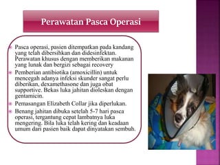  Pasca operasi, pasien ditempatkan pada kandang
yang telah dibersihkan dan didesinfektan.
Perawatan khusus dengan memberikan makanan
yang lunak dan bergizi sebagai recovery
 Pemberian antibiotika (amoxicillin) untuk
mencegah adanya infeksi skunder sangat perlu
diberikan, dexamethasone dan juga obat
supportive. Bekas luka jahitan dioleskan dengan
gentamicin.
 Pemasangan Elizabeth Collar jika diperlukan.
 Benang jahitan dibuka setelah 5-7 hari pasca
operasi, tergantung cepat lambatnya luka
mengering. Bila luka telah kering dan keadaan
umum dari pasien baik dapat dinyatakan sembuh.
Perawatan Pasca Operasi
 