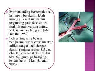  Ovarium anjing berbentuk oval
dan pipih, berukuran lebih
kurang dua sentimeter dan
bergantung pada fase siklus
birahi. Berat ovarium anjing
berkisar antara 1-8 gram (Me
Donald, 1980)
 Pada anjing yang belum
mengalami estrus, ovarium akan
terlihat sangat kecil dengan
ukuran panjang sekitar 1,5 cm,
lebar 0,7 cm, tebal 0,5 cm dan
berat 0,3 gram, pada anjing
dengan berat 12 kg (Junaidi,
2006).
 