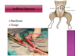  Sterilisasi
 Terapi
Indikasi Operasi
 