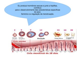 Eu produzo hormônios sexuas e junto a hipófise, contribuo para o desenvolvimento das características específicas do sexo  feminino e a regulação da menstruação. 