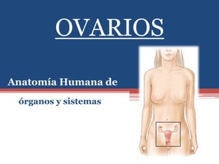 OVARIOS

Anatomía Humana de
 órganos y sistemas
 