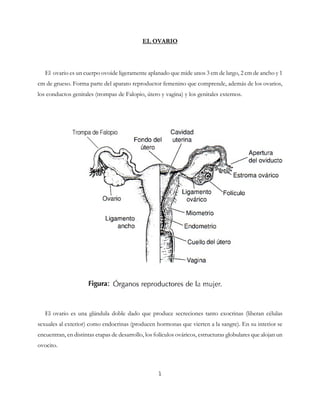 EL OVARIO
El ovario es un cuerpo ovoide ligeramente aplanado que mide unos 3 cm de largo, 2 cm de ancho y 1
cm de grueso. Forma parte del aparato reproductor femenino que comprende, además de los ovarios,
los conductos genitales (trompas de Falopio, útero y vagina) y los genitales externos.
El ovario es una glándula doble dado que produce secreciones tanto exocrinas (liberan células
sexuales al exterior) como endocrinas (producen hormonas que vierten a la sangre). En su interior se
encuentran, en distintas etapas de desarrollo, los folículos ováricos, estructuras globulares que alojan un
ovocito.
1
 