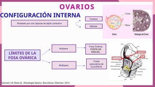 MORFOLOGIA DE OVARIO, ANATOMIA, HISTOLOGIA, .pptx