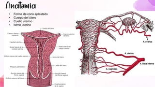 • Forma de cono aplastado
• Cuerpo del útero
• Cuello uterino
• Istmo uterino
 