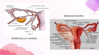 MEDIOS DE SOSTEN
APORTE DE LA A. OVARICA
 