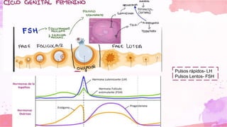 Pulsos rápidos- LH
Pulsos Lentos- FSH
 