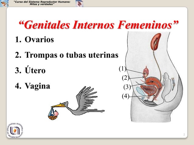 Ovarios | PPT