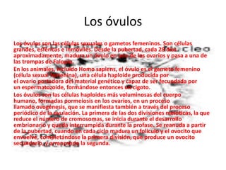Los óvulos
Los óvulos son las células sexuales o gametos femeninos. Son células
grandes, esféricas e inmóviles. Desde la pubertad, cada 28 días
aproximadamente, madura un óvulo en uno de los ovarios y pasa a una de
las trompas de Falopio.
En los animales, incluido Homo sapiens, el óvulo es el gameto femenino
(célula sexual femenina), una célula haploide producida por
el ovario portadora del material genético y capaz de ser fecundada por
un espermatozoide, formándose entonces un cigoto.
Los óvulos son las células haploides más voluminosas del cuerpo
humano, formadas pormeiosis en los ovarios, en un proceso
llamado ovogénesis, que se manifiesta también a través del proceso
periódico de la ovulación. La primera de las dos divisiones meióticas, la que
reduce el número de cromosomas, se inicia durante el desarrollo
embrionario y queda interrumpida durante la profase. Se reanuda a partir
de la pubertad, cuando en cada ciclo madura un folículo y el ovocito que
envuelve, completándose la primera división, que produce un ovocito
secundario, y arrancando la segunda.
 
