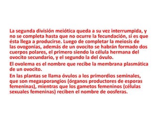 La segunda división meiótica queda a su vez interrumpida, y
no se completa hasta que no ocurre la fecundación, si es que
ésta llega a producirse. Luego de completar la meiosis de
las ovogonias, además de un ovocito se habrán formado dos
cuerpos polares, el primero siendo la célula hermana del
ovocito secundario, y el segundo la del óvulo.
El ovolema es el nombre que recibe la membrana plasmática
de un ovocito.
En las plantas se llama óvulos a los primordios seminales,
que son megasporangios (órganos productores de esporas
femeninas), mientras que los gametos femeninos (células
sexuales femeninas) reciben el nombre de oosferas.
 
