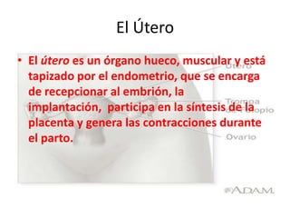 El Útero
• El útero es un órgano hueco, muscular y está
  tapizado por el endometrio, que se encarga
  de recepcionar al embrión, la
  implantación, participa en la síntesis de la
  placenta y genera las contracciones durante
  el parto.
 
