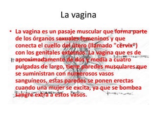 La vagina
• La vagina es un pasaje muscular que forma parte
  de los órganos sexuales femeninos y que
  conecta el cuello del útero (llamado "cérvix")
  con los genitales externos. La vagina que es de
  aproximadamente de dos y media a cuatro
  pulgadas de largo, tiene paredes musculares que
  se suministran con numerosos vasos
  sanguíneos, estas paredes se ponen erectas
  cuando una mujer se excita, ya que se bombea
  sangre extra a estos vasos.
 