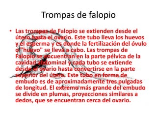 Trompas de falopio
• Las trompas de Falopio se extienden desde el
  útero hasta el ovario. Este tubo lleva los huevos
  y el esperma y es donde la fertilización del óvulo
  o "huevo" se lleva a cabo. Las trompas de
  Falopio se encuentran en la parte pélvica de la
  cavidad abdominal y cada tubo se extiende
  desde el ovario hasta convertirse en la parte
  superior del útero. Este tubo en forma de
  embudo es de aproximadamente tres pulgadas
  de longitud. El extremo más grande del embudo
  se divide en plumas, proyecciones similares a
  dedos, que se encuentran cerca del ovario.
 