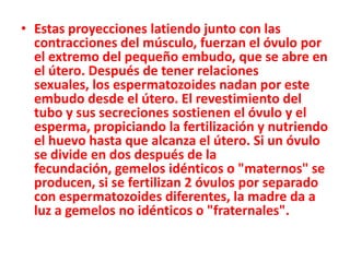 • Estas proyecciones latiendo junto con las
  contracciones del músculo, fuerzan el óvulo por
  el extremo del pequeño embudo, que se abre en
  el útero. Después de tener relaciones
  sexuales, los espermatozoides nadan por este
  embudo desde el útero. El revestimiento del
  tubo y sus secreciones sostienen el óvulo y el
  esperma, propiciando la fertilización y nutriendo
  el huevo hasta que alcanza el útero. Si un óvulo
  se divide en dos después de la
  fecundación, gemelos idénticos o "maternos" se
  producen, si se fertilizan 2 óvulos por separado
  con espermatozoides diferentes, la madre da a
  luz a gemelos no idénticos o "fraternales".
 