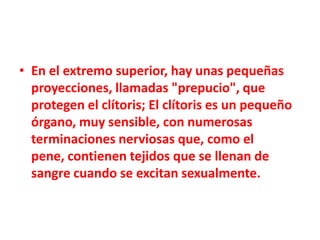 • En el extremo superior, hay unas pequeñas
  proyecciones, llamadas "prepucio", que
  protegen el clítoris; El clítoris es un pequeño
  órgano, muy sensible, con numerosas
  terminaciones nerviosas que, como el
  pene, contienen tejidos que se llenan de
  sangre cuando se excitan sexualmente.
 