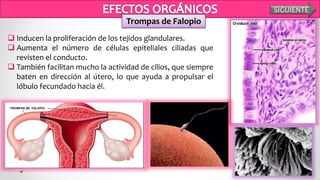 Trompas de Falopio
 Inducen la proliferación de los tejidos glandulares.
 Aumenta el número de células epiteliales ciliadas que
revisten el conducto.
 También facilitan mucho la actividad de cilios, que siempre
baten en dirección al útero, lo que ayuda a propulsar el
lóbulo fecundado hacia él.
SIGUIENTE
 