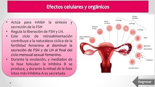 • Actúa para inhibir la síntesis y
secreción de la FSH
• Regula la liberación de FSH y LH.
• Este ciclo de retroalimentación
contribuye a la naturaleza cíclica de la
fertilidad femenina al disminuir la
secreción de FSH y de LH al final del
ciclo mensual sexual femenino.
• Durante la ovulación, y mediados de
la fase folicular: la inhibina B se
produce, y durante la mitad de la fase
lútea más inhibina A es secretada.
Regresar
 