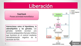 Feed back
Posee actividad monofásica
Interacciones entre el hipotálamo, la
adenohipófisis y las gónadas. Las
gónadas también secretan una
hormona polipeptídica llamada inhibina
que funciona en el control mediante
retroalimentación negativa de la
secreción de FSH.
Regresar
 