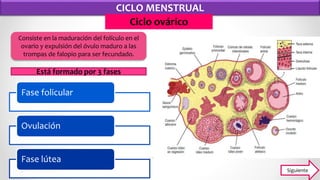 CICLO MENSTRUAL
Ciclo ovárico
Consiste en la maduración del folículo en el
ovario y expulsión del óvulo maduro a las
trompas de falopio para ser fecundado.
Fase folicular
Ovulación
Fase lútea
Está formado por 3 fases
Siguiente
 