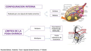 MORFOLOGIA DE LOS OVARIOS.pptx