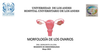 UNIVERSIDAD DE LOS ANDES
HOSPITAL UNIVERSITARIO DE LOS ANDES
DRA. MARGARITA VILLENA.
RESIDENTE DE ENDOCRINOLOGIA
Mayo 2023
MORFOLOGÍA DE LOS OVARIOS
 