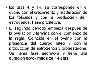 • los días 4 y 14, se corresponde en el
  ovario con el crecimiento y maduración de
  los folículos y con la producción de
  estrógenos. Fase prolifetiva.
• El segundo periodo empieza después de
  la ovulación y termina con el comienzo de
  la regla. Coincide en el ovario con la
  presencia del cuerpo luteo y con la
  producción de estrógenos y progesterona.
  Se llama fase secretora y tiene una
  duración aproximada de 14 días.
 