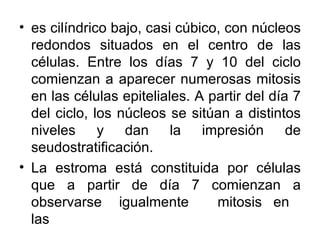 • es cilíndrico bajo, casi cúbico, con núcleos
  redondos situados en el centro de las
  células. Entre los días 7 y 10 del ciclo
  comienzan a aparecer numerosas mitosis
  en las células epiteliales. A partir del día 7
  del ciclo, los núcleos se sitúan a distintos
  niveles y dan la impresión de
  seudostratificación.
• La estroma está constituida por células
  que a partir de día 7 comienzan a
  observarse igualmente          mitosis en
  las
 