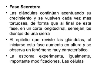 • Fase Secretora
• Las glándulas continúan acentuando su
  crecimiento y se vuelven cada vez mas
  tortuosas, de forma que al final de esta
  fase, en un corte longitudinal, semejan los
  dientes de una sierra
• El epitelio que reviste las glándulas, al
  iniciarse esta fase aumenta en altura y se
  observa un fenómeno muy característico
• La estroma experimenta, igualmente,
  importante modificaciones. Las células
 