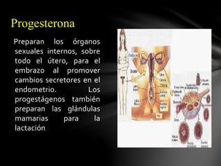 Progesterona 
Preparan los órganos 
sexuales internos, sobre 
todo el útero, para el 
embrazo al promover 
cambios secretores en el 
endometrio. Los 
progestágenos también 
preparan las glándulas 
mamarias para la 
lactación. 
 