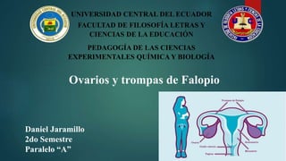 UNIVERSIDAD CENTRAL DEL ECUADOR
FACULTAD DE FILOSOFÍA LETRAS Y
CIENCIAS DE LA EDUCACIÓN
PEDAGOGÍA DE LAS CIENCIAS
EXPERIMENTALES QUÍMICA Y BIOLOGÍA
Daniel Jaramillo
2do Semestre
Paralelo “A”
Ovarios y trompas de Falopio
 