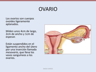 OVARIO
Los ovarios son cuerpos
ovoides ligeramente
aplanados.
Miden unos 4cm de largo,
2cm de ancho y 1cm de
espesor.
Están suspendidos en el
ligamento ancho del útero
por una inserción llamada
mesovario, que lleva los
vasos sanguíneos a los
ovarios.
DIEGO CHÁVEZ
 