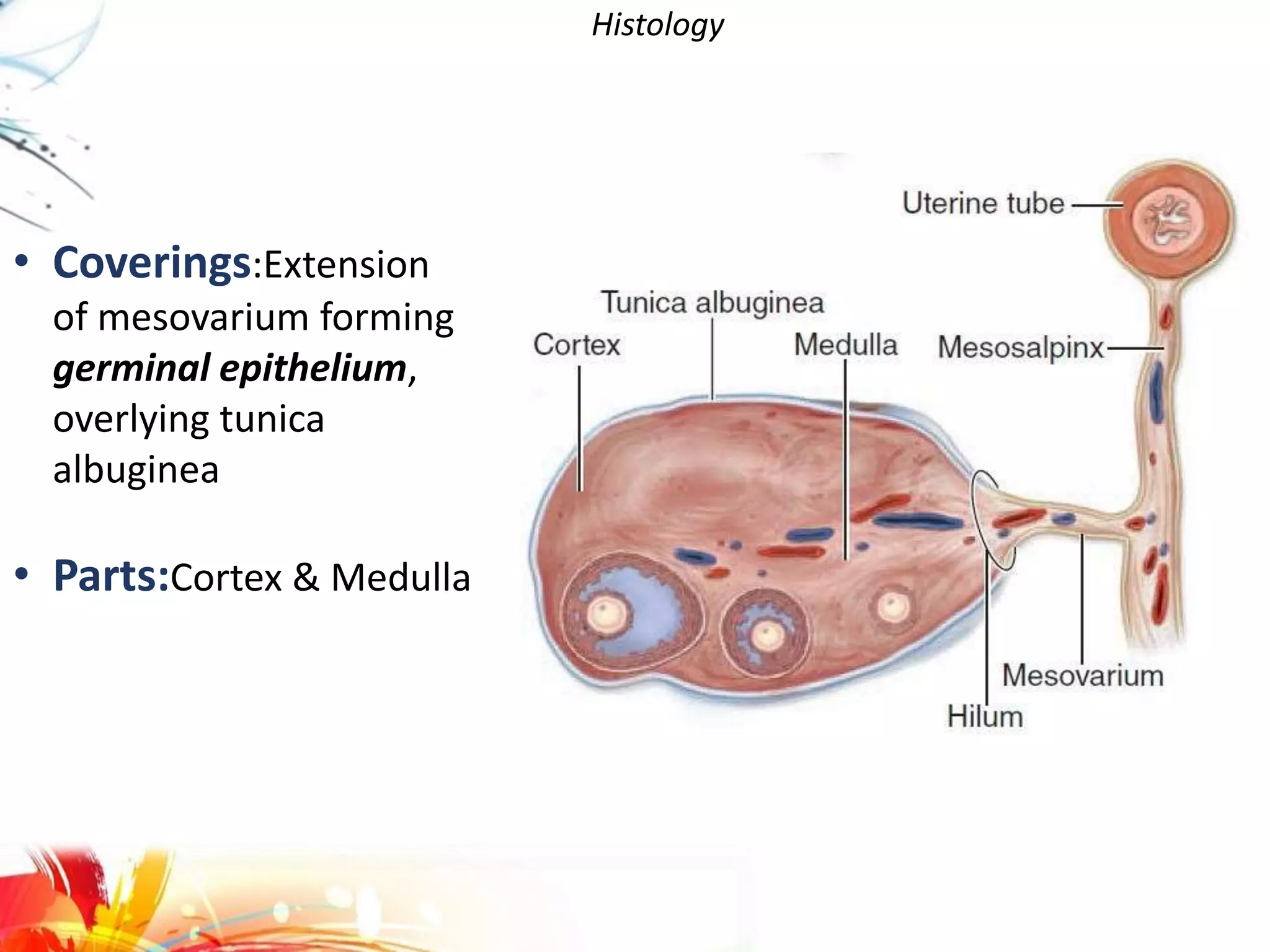 Histology
• Coverings:Extension
of mesovarium forming
germinal epithelium,
overlying tunica
albuginea
• Parts:Cortex & Medulla
 