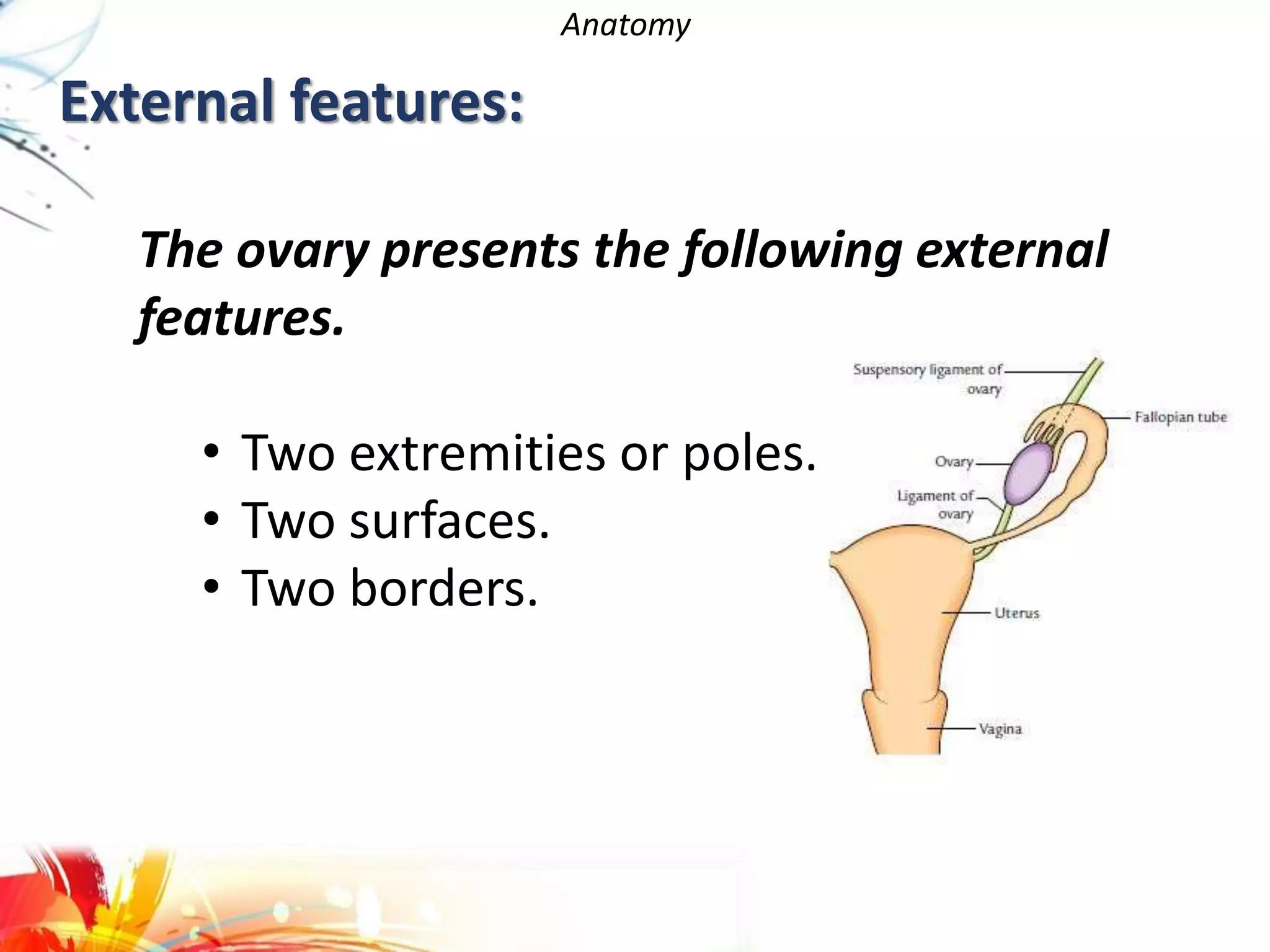 External features:
Anatomy
The ovary presents the following external
features.
• Two extremities or poles.
• Two surfaces.
• Two borders.
 