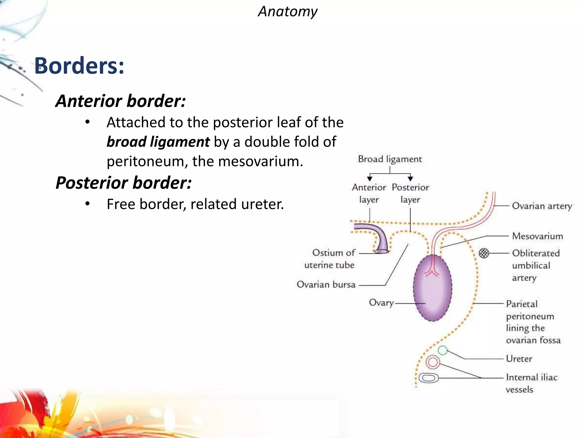 Anatomy
Anterior border:
• Attached to the posterior leaf of the
broad ligament by a double fold of
peritoneum, the mesovarium.
Posterior border:
• Free border, related ureter.
Borders:
 