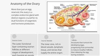 Comprehensive Overview of the Ovary and Ovarian Hormones in Female ...