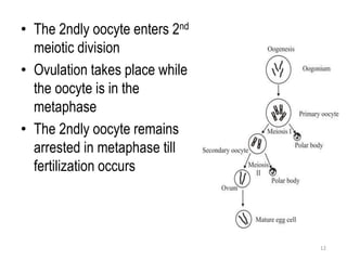 • The 2ndly oocyte enters 2nd
meiotic division
• Ovulation takes place while
the oocyte is in the
metaphase
• The 2ndly oocyte remains
arrested in metaphase till
fertilization occurs
12
 