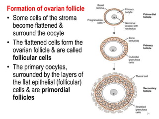 Formation of ovarian follicle
• Some cells of the stroma
become flattened &
surround the oocyte
• The flattened cells form the
ovarian follicle & are called
follicular cells
• The primary oocytes,
surrounded by the layers of
the flat epithelial (follicular)
cells & are primordial
follicles
14
 