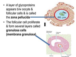 • A layer of glycoproteins
appears b/w oocyte &
follicular cells & is called
the zona pellucida
• The follicular cell proliferate
& form several layers called
granulosa cells
(membrana granulosa)
15
 