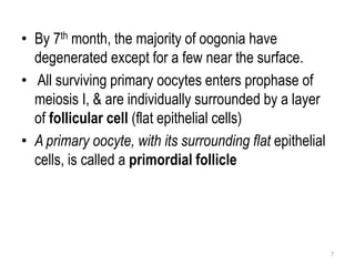 • By 7th month, the majority of oogonia have
degenerated except for a few near the surface.
• All surviving primary oocytes enters prophase of
meiosis I, & are individually surrounded by a layer
of follicular cell (flat epithelial cells)
• A primary oocyte, with its surrounding flat epithelial
cells, is called a primordial follicle
7
 