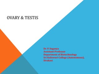 OVARY & TESTIS
Dr. P. Suganya
Assistant Professor
Department of Biotechnology
Sri Kaliswari College (Autonomous),
Sivakasi
 