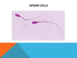 SPERM CELLS
 