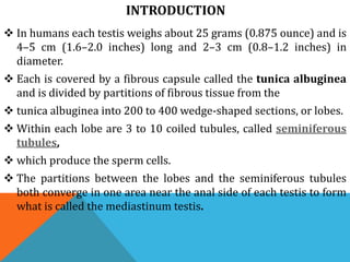 INTRODUCTION
 In humans each testis weighs about 25 grams (0.875 ounce) and is
4–5 cm (1.6–2.0 inches) long and 2–3 cm (0.8–1.2 inches) in
diameter.
 Each is covered by a fibrous capsule called the tunica albuginea
and is divided by partitions of fibrous tissue from the
 tunica albuginea into 200 to 400 wedge-shaped sections, or lobes.
 Within each lobe are 3 to 10 coiled tubules, called seminiferous
tubules,
 which produce the sperm cells.
 The partitions between the lobes and the seminiferous tubules
both converge in one area near the anal side of each testis to form
what is called the mediastinum testis.
 