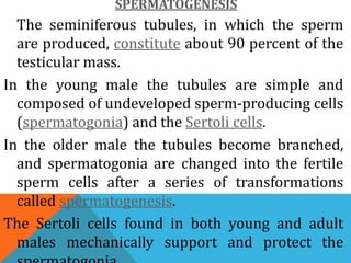 SPERMATOGENESIS
The seminiferous tubules, in which the sperm
are produced, constitute about 90 percent of the
testicular mass.
In the young male the tubules are simple and
composed of undeveloped sperm-producing cells
(spermatogonia) and the Sertoli cells.
In the older male the tubules become branched,
and spermatogonia are changed into the fertile
sperm cells after a series of transformations
called spermatogenesis.
The Sertoli cells found in both young and adult
males mechanically support and protect the
 