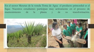 En el sector Mesetas de la vereda Toma de Agua el producto primordial es el fique. Nuestros estudiantes participan muy activamente en el proceso de mantenimiento de la planta y de su transformación.  